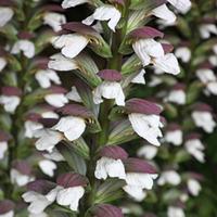 Acanthus spinosus (Large Plant) - 2 acanthus plants in 1 litre pots