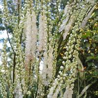 Actaea cordifolia (Large Plant) ...