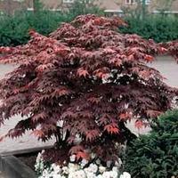 Acer palmatum \'Atropurpureum\' - 1 acer plant in 7cm pot