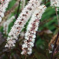 Actaea simplex \'Black Negligee\' (Atropurpurea Group) - 4 actaea plug plants