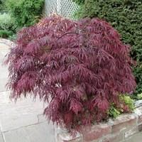 Acer Palmatum Altropurpureum 3 Plants 9cm pot