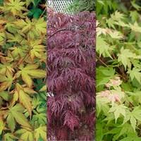 acer palmatum collection 3 plants 9cm pots