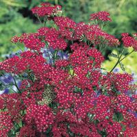 Achillea millefolium \'Cassis\' ...