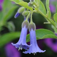 Acnistus australis \'Blue Angel\'s Trumpet\' - 1 acnistus plant in 9cm pot