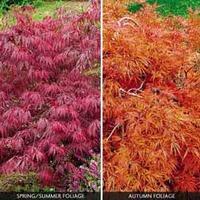 Acer palmatum var. dissectum \'Rubrum\' - 2 x acer plants in 9cm pots