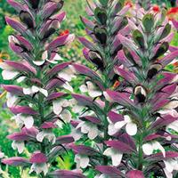 acanthus mollis 12 acanthus plug plants