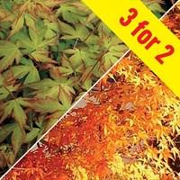 Acer Palmatum Katsura (Japanese Maple) 3 Plants 9cm Pot