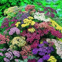 achillea summer pastels mix 6 large plugs