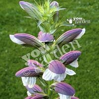 Acanthus mollis (Bears Breeches) plants - set of 3 in 9cm pots