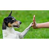accredited dog behaviour and training course with free holly and hugo  ...