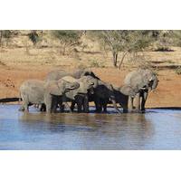 Addo Elephant National Park Day Trip from Port Elizabeth