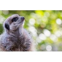 Adopt a Meercat including Tickets to Paradise Wildlife Park