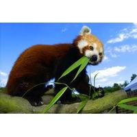 Adopt a Red Panda including Tickets to Paradise Wildlife Park