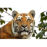Adopt a Tiger including Tickets to Paradise Wildlife Park