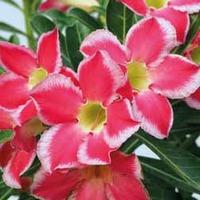 Adenium \'Hybrids Mixed\' - 1 packet (3 adenium seeds)