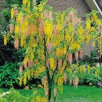 Adam\'s Laburnum - 1 Adam\'s laburnum bare root