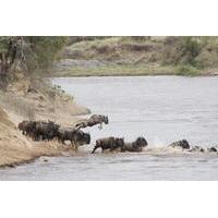 African Safari to Kenya Masai Mara Safari In Luxury Tented Camp