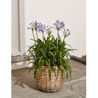 Agapanthus Patio Basket