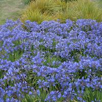 Agapanthus \'Seastorm\' (Large Plant) - 1 x 3.6 litre potted agapanthus plant