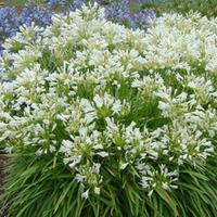 Agapanthus \'Snowstorm\' (Large Plant) - 1 x 3.6 litre potted agapanthus plant