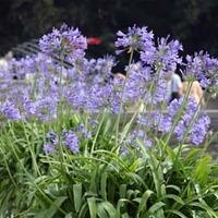 Agapanthus africanus (Large Plant) - 3 x 12cm potted agapanthus plants