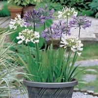 agapanthus blue white collection 6 bare root agapanthus plants 3 of ea ...