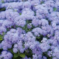 Ageratum houstonianum \'Blue Danube\' (Garden Ready) - 30 ageratum garden ready plants