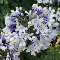 agapanthus twister 1 x 9cm potted agapanthus plant