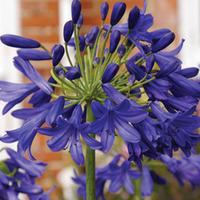 agapanthus flower of love 1 x 9cm potted agapanthus plant