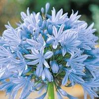 Agapanthus \'Headbourne Hybrids\' - 1 packet (22 agapanthus seeds)