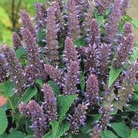 Agastache foeniculum - 1 packet (60 agastache seeds)