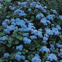 Ageratum houstonianum \'Blue Mink\' - 1 packet (1000 ageratum seeds)