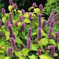 Agastache foeniculum \'Golden Jubilee\' - 1 packet (20 agastache seeds)