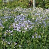 Agapanthus \'Bluestorm\' (Large Plant) - 2 x 3.5 litre potted agapanthus plants