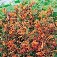 Agastache aurantiaca \'Apricot Sprite\' - 1 packet (30 agastache seeds)