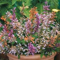 Agastache aurantiaca \'Fragrant Mixed\' - 1 packet (60 agastache seeds)