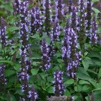 Agastache hybrida \'Astello Indigo\' - 1 packet (15 agastache seeds)