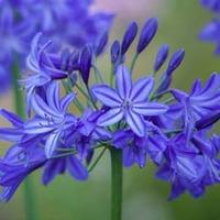 Agapanthus \'Northern Star\' (Large Plant) - 2 x 2 litre potted agapanthus plants