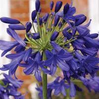 agapanthus flower of love 2 x 9cm potted agapanthus plants
