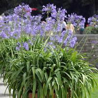 agapanthus africanus 1 agapantus plant in 12cm pot