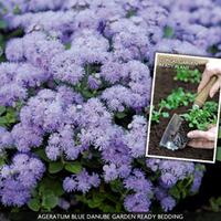 Ageratum houstonianum \'Blue Danube\' (Garden Ready) - 30 garden ready ageratum plug plants