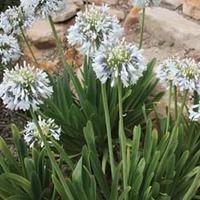 Agapanthus \'Queen Mum\' - 4 x 50mm agapanthus plug plants