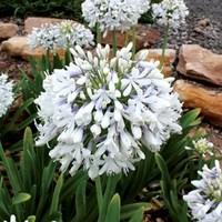 Agapanthus Queen Mum (PMN06) 1 Plant 9cm Pot