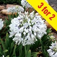 Agapanthus Queen Mum (PMN06) 3 Plants 2 Litre