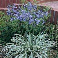 Agapanthus \'Silver Moon\' - 1 agapanthus plant in 9cm pot