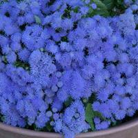 Ageratum houstonianum \'Blue Danube\' - 48 ageratum plug tray plants