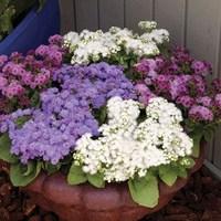 Ageratum Cloud Nine 24 Large Plants