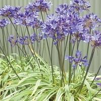 agapanthus gold strike 1 plant in 27cm pre planted container