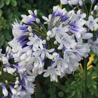 Agapanthus \'Twister\' - 2 agapanthus plants in 9cm pots