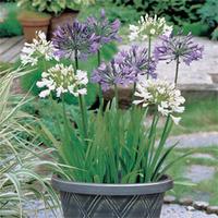 Agapanthus Blue & White Collection - 12 bare root agapanthus plants (6 of each variety)